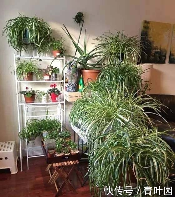 养花不要太勤快,这些花越懒的人养越爆盆!