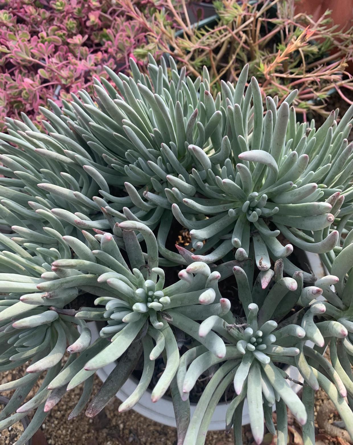 花盆|多肉仙女杯,最大的问题就是不发根,晾上20天,发根速度超快