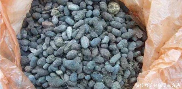 君子兰叶子长得好看,花盆里加2种“材料”,肥力充足!