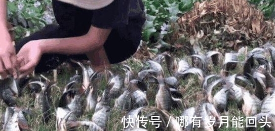 年轻人的脑洞?地里还能种鱼?男子钓上鱼竟全部种土里!