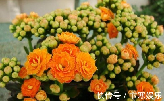 养花就养鲜艳漂亮的,不开花时可赏叶,花开色彩繁多,太美了