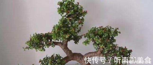 老桩|家里养金枝玉叶,几件“小事”做好了,小苗快速变老桩,枝繁叶茂