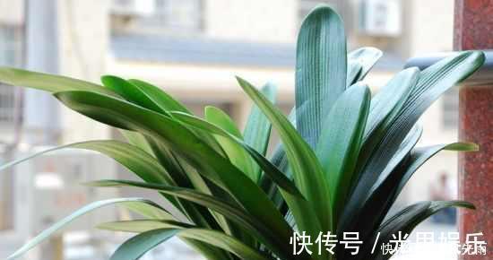 夏季|花匠严肃的说, 给君子兰这样洗个澡, 花苞蹭蹭长, 1年开花好几次!