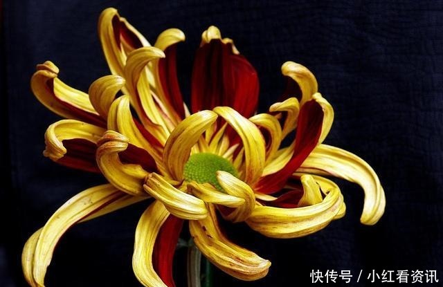 从不|智者,从不说的五句话!