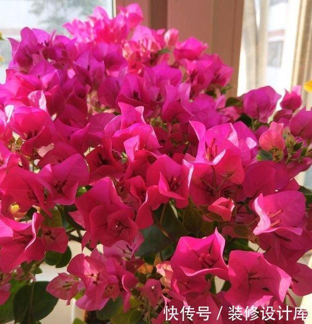 长春花|家里就养4种花,耐旱又耐晒,开花红红火火,旺财又旺运