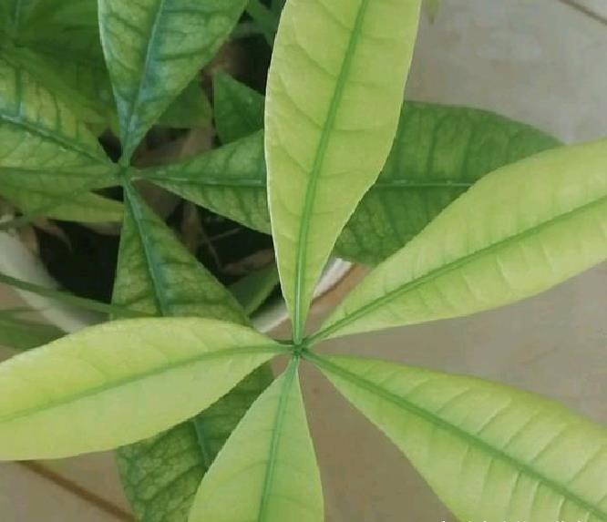 浇水|发财树老黄叶,不只是缺水,主要原因有7个,配图说明一目了然