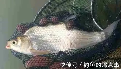 春季还嫌鳊鱼不好钓?老钓友透露两种“钓法”,大鳊鱼排队上钩