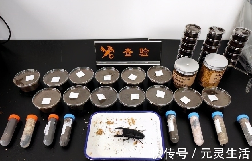 动漫|日本的可怕昆虫你见识过么？动漫创意来源！