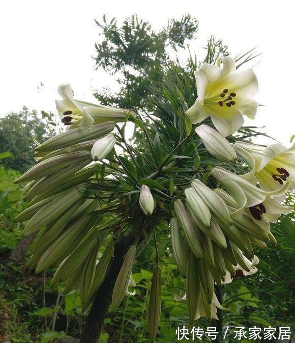 种球|一颗百合花,身高2米8,长成百合树,长在深山里,花朵比头大