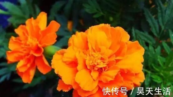 阳台养花,这几种花不能少,花美寓意好,一养就爆盆,美成小花海