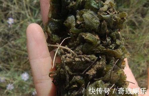 胜过|城里这种野菜一斤卖70,农村满地随便捡,营养胜过5只老母鸡
