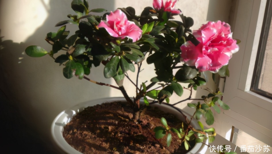 废土|养花旧土该不该扔,能不能“二次利用”?