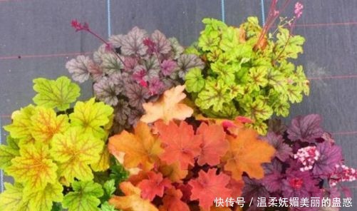 圣诞玫瑰|喜欢牡丹,不如养“精品玫瑰”女人香气,花姿性感,高贵典雅!