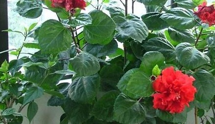 长春花|别再养那些“烂大街”的盆栽啦!选3种“花”,好养易开花!