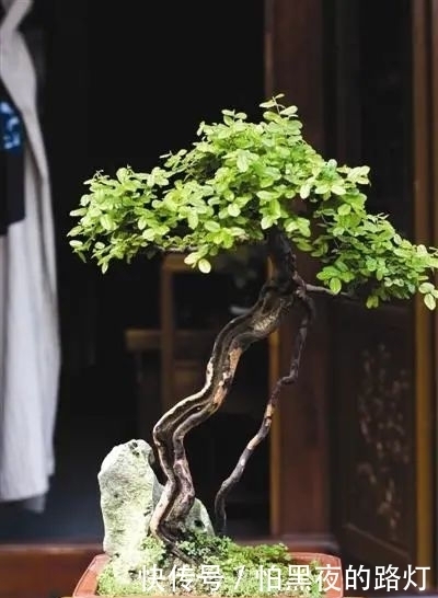 熟知雀梅习性后,临摹盆景设计案例,咱们的盆景作品指日可待!