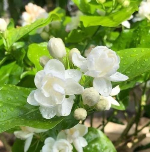 5种花美的出奇,有阳光就爆盆,给点水就疯长,太好养