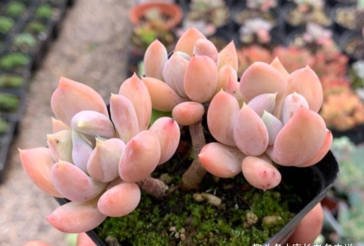 阴天|没有太阳的阴天但温度很高,这种情况需要给多肉拉遮阳网防晒吗?