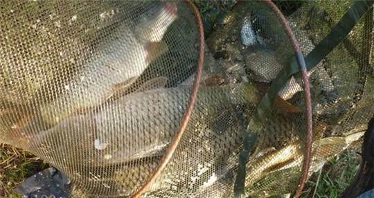 野钓秘方窝料、饵料配方大揭秘,可以让你的鱼获翻倍哦