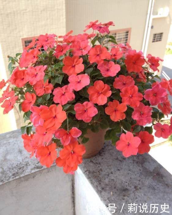 金银花|养花就养此4种,好看又好养,开花勤快,花量巨大家里变成小花园