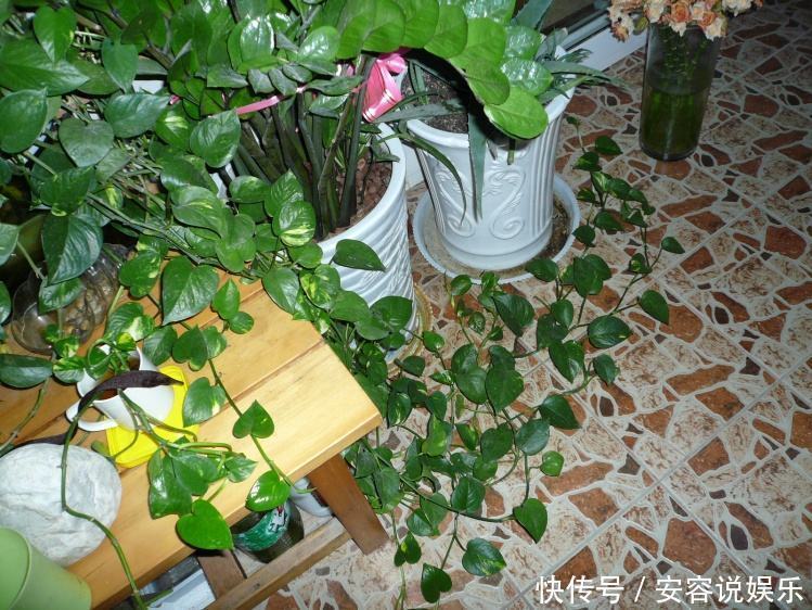 客厅|客厅“2个”地方,别“养花”,养了也尽快搬走