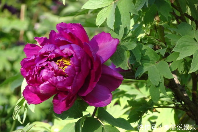 紫罗兰|“牡丹名品”岛大臣,花色红颜,花枝招展,堪称养花必备