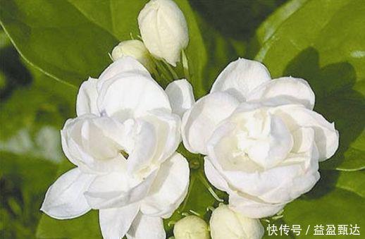 茉莉花|4种开花王,沾土就活,随便养都开花不断,开花一簇簇