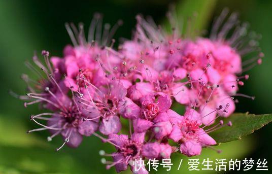 康健|家里养此款花,好养又漂亮,在家养1盆,赏花又变美,值