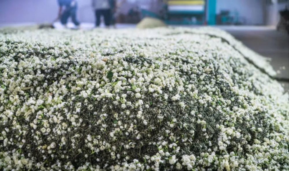 清香|用茉莉花茶做茶饮保持清香持久的秘密