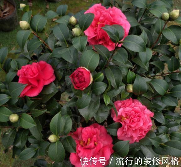 植株|忘了绿萝吊兰吧,此花皮实好养,一开就是200多天,值得拥有