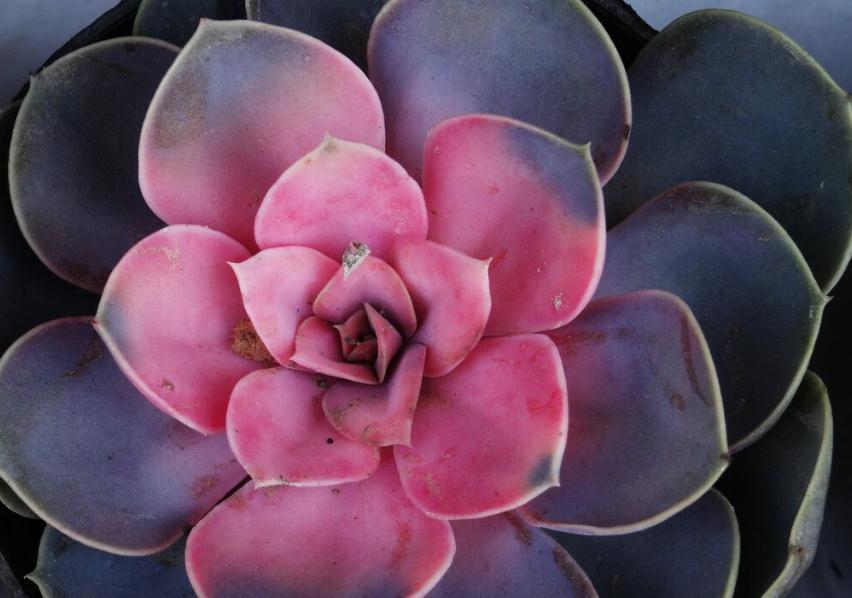 多肉上盆后多久可以晒一晒太阳