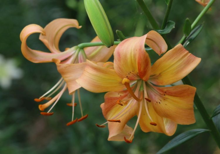 家养这些香香花,有益睡眠观赏效果还好,开花屋里香喷喷