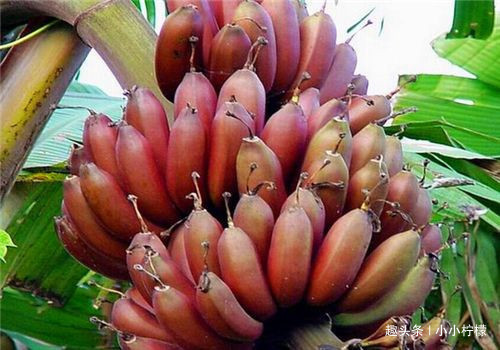 清肠排毒|想长寿要会吃,多吃4种食物,清肠排毒,降压减脂,养护血管