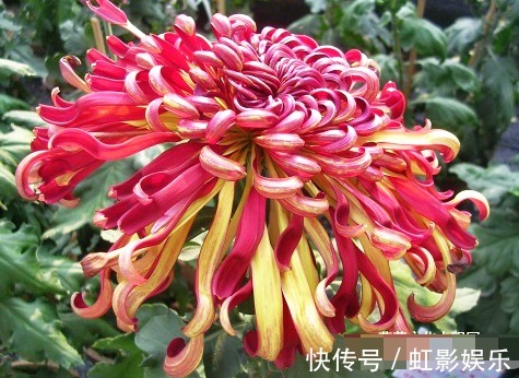 喜欢菊花,不如养盆“菊中珍品”晚镜红妆,花似美人,妖娆妩媚