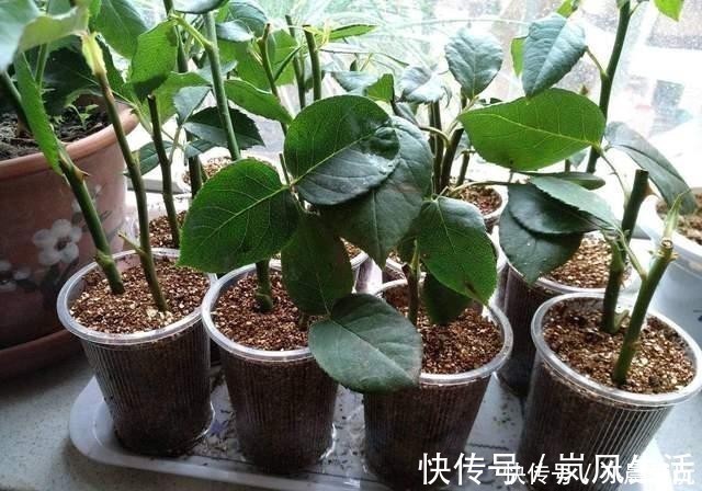 冬天能扦插养花，首选这6个品种，成活率高，很快开出大花朵