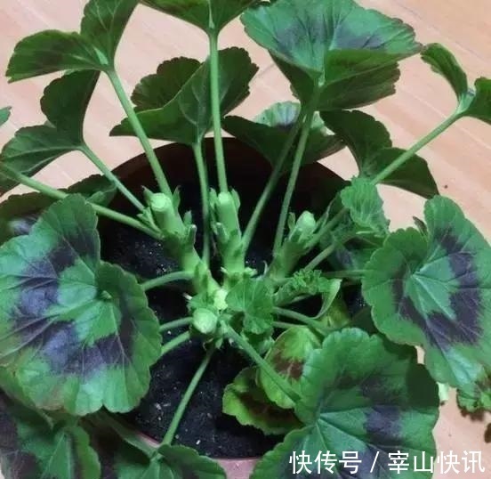 秋天的天竺葵“掐头去尾”,喂点“开花肥”,40天开花一团团