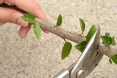 又到了扦插的季节,这十种扦插方法学起来,大大增加存活率