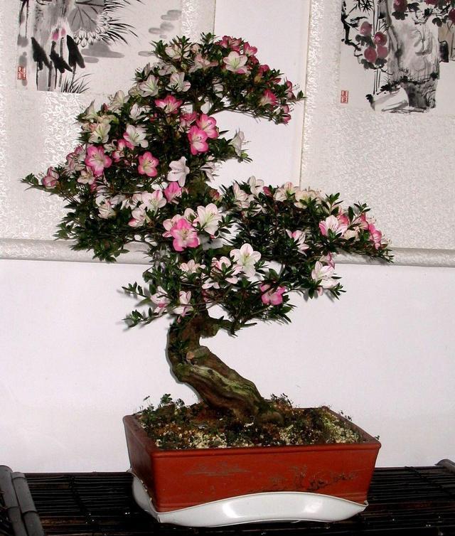 杜鹃花怎么养？抓住三个关键点，开花不困难