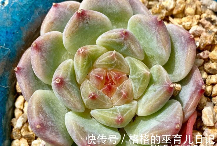 冰魄|多肉冰魄不是冰玉,虽然名字只有一字之差,但它有2个明显的特征