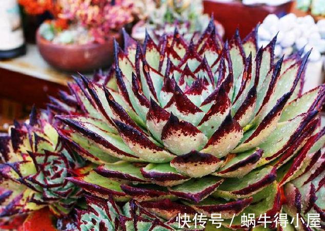 超级简单的几个防虫小妙招,让蚧壳虫和小黑飞无法接近你的多肉