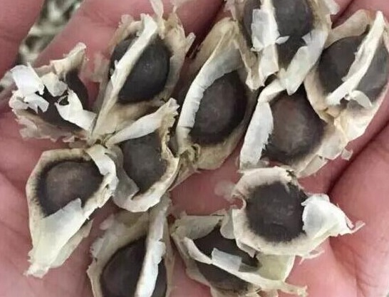 敌人|白酒的“敌人”,聚会前偷偷吃两口,白酒啤酒红酒喝多少也不会醉