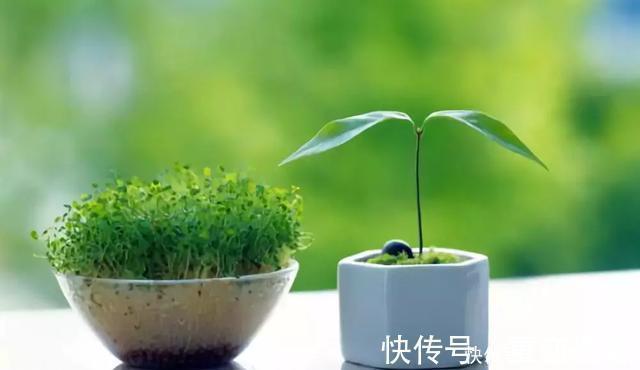 厕所|卫生间放一盆这个植物,异味全跑光,绿意盎然又芬芳
