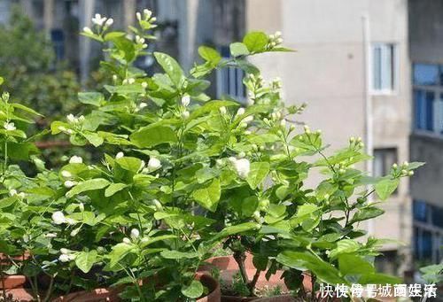 茉莉|平时该如何管理茉莉花抓住5个重点,植株枝繁叶茂、开花多