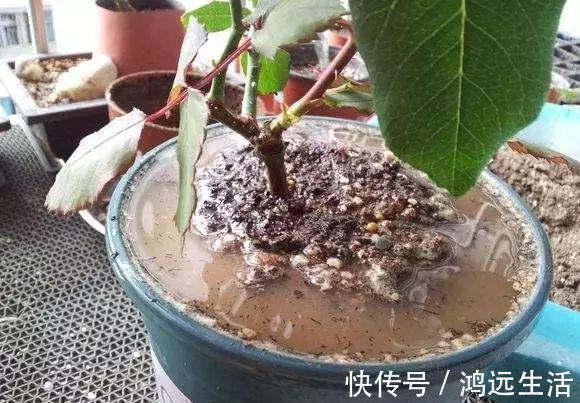 养花的土太结实倒进去“1种”液体,5分钟后,土壤疏松又透气