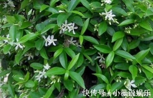 农民|围墙上的植物，农民不了解，是一种上好的煲汤料，强筋壮骨效果好