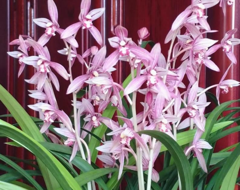市长红，1款被名字耽误的兰花，开花勤，香味浓郁