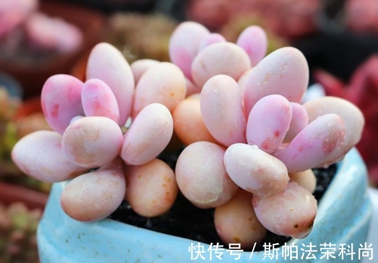 养多肉桃蛋,前提条件做好,做足“1多2少”,养出粉嫩“丸叶”