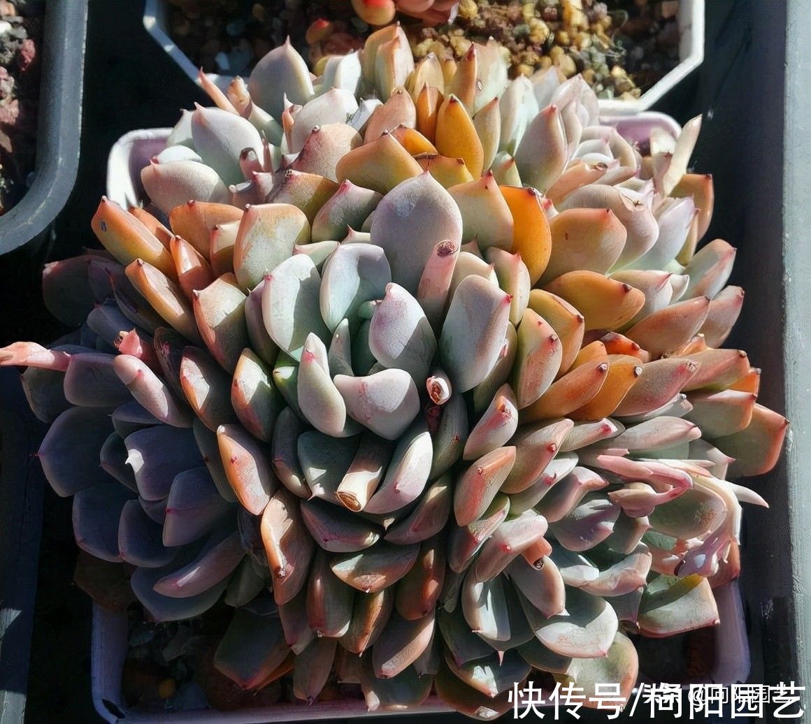 群生多肉很漂亮,买回家就玩完,10天掉叶子,1个月变光杆