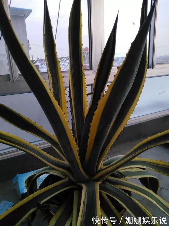 3种“丑花”，长得不怎么样，却能旺运镇宅，关键还好养