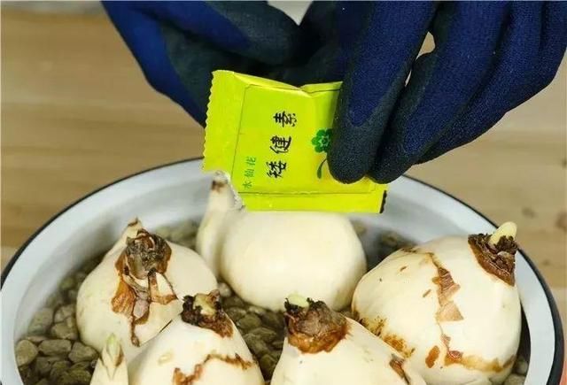 别让这花长太高，小心变成“韭菜”，再也不开花