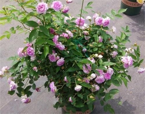 盆栽|此花是公认的“开花机器”,一年四季花开不停,是阳台盆栽佳品